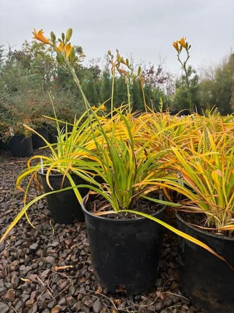 A group of Stella De Oro Dwarf Daylilies in full bloom, showcasing their cheerful yellow flowers and compact growth. - Photo 1