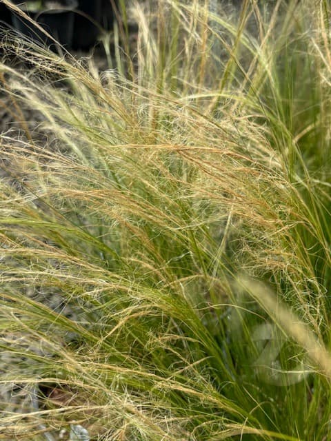 Close-up of Mexican Feather Grass plumes, showcasing their soft, feathery texture and silvery sheen. - Photo 1