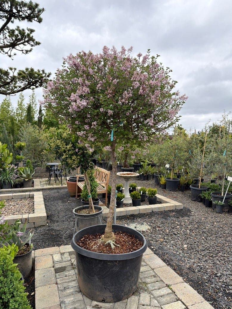 Syringa meyeri 'Palibin'/Dwarf Korean Lilac - Photo 1