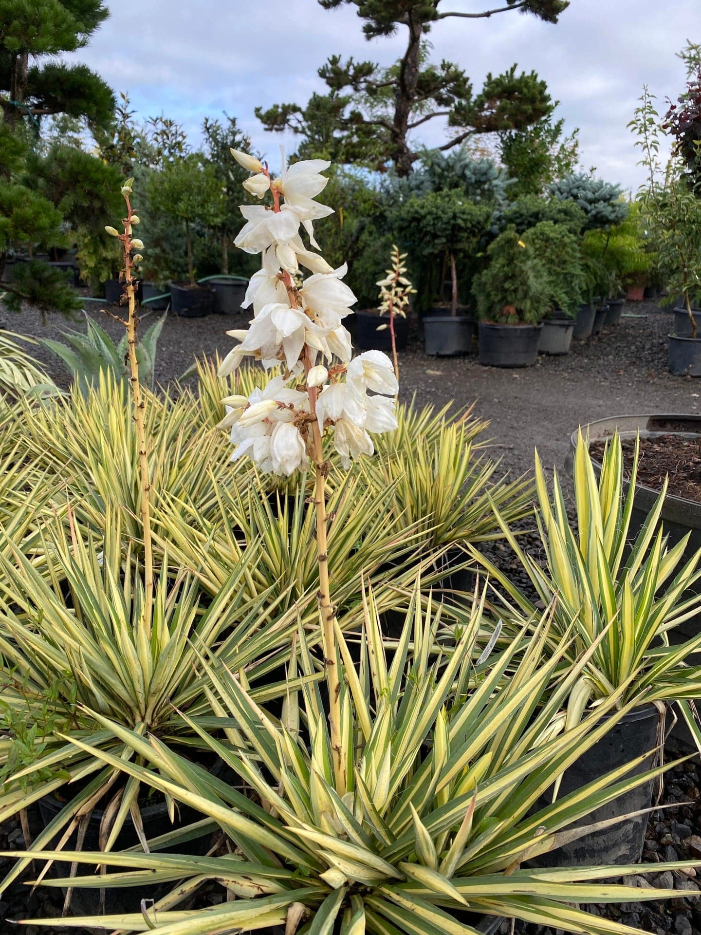 Group of Yucca Color Guard plants with vibrant variegated leaves and a strong, architectural form.