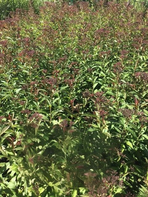 Anthony Waterer Spirea shrubs blooming with reddish pink flowers densely planted together at The Nursery Outlet display. - Photo 1