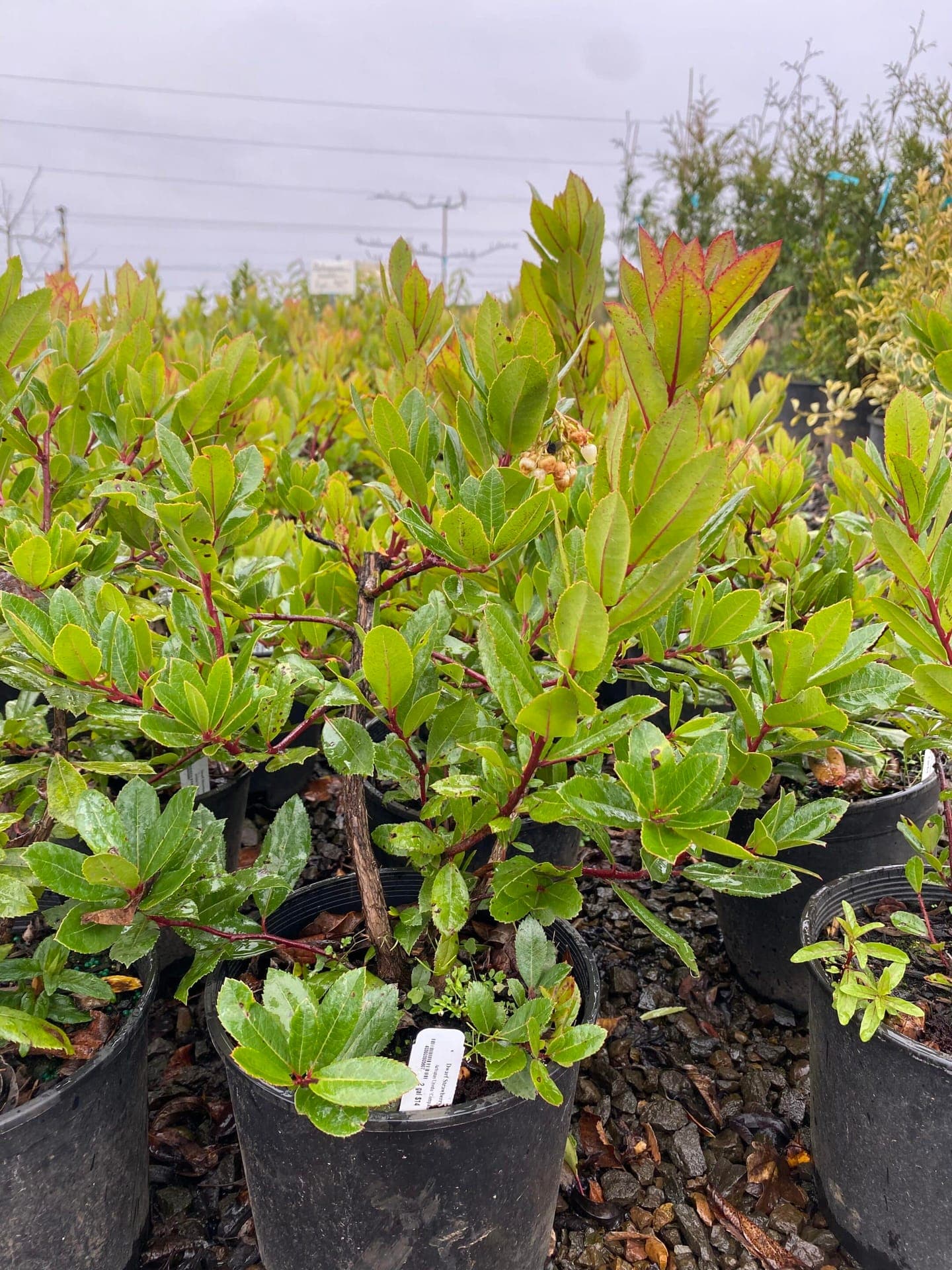 Arbutus unedo ‘Compacta’/Dwarf Strawberry Tree