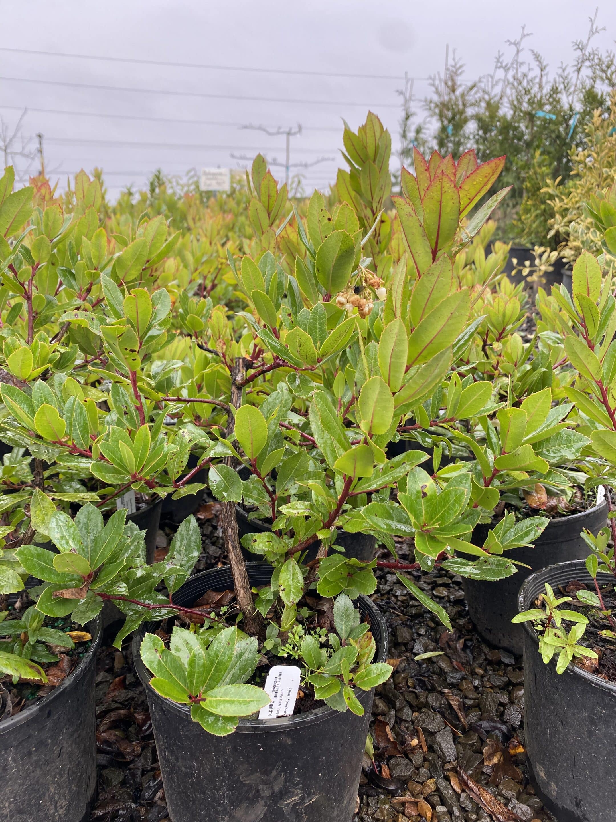 Arbutus unedo ‘Compacta’/Dwarf Strawberry Tree - Photo 1