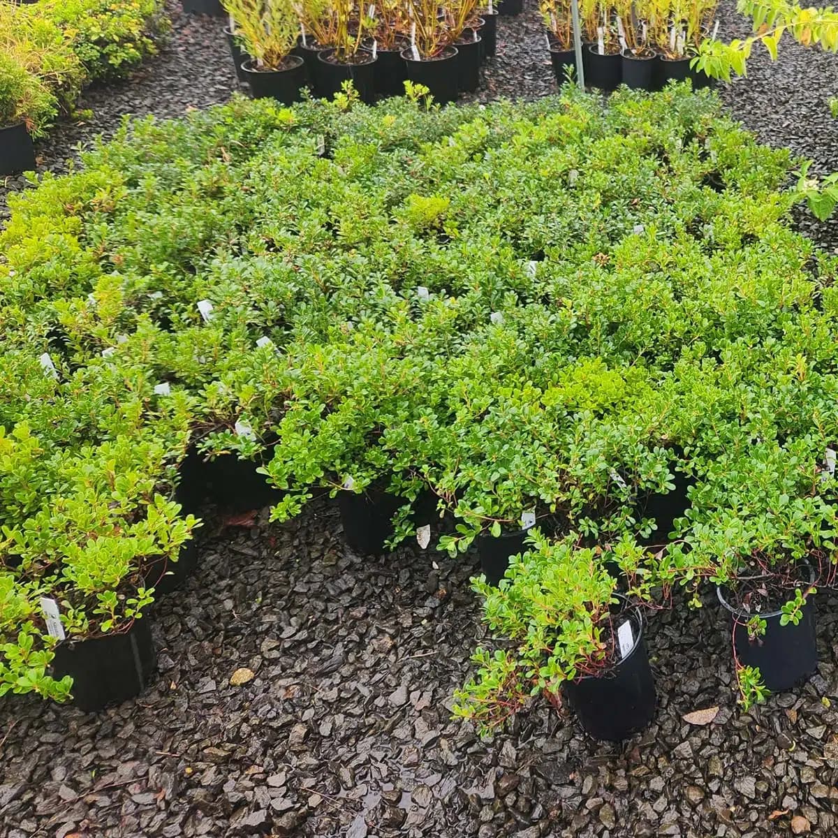 Green Kinnikinnick groundcover plants in black pots, ready for your garden at The Nursery Outlet.