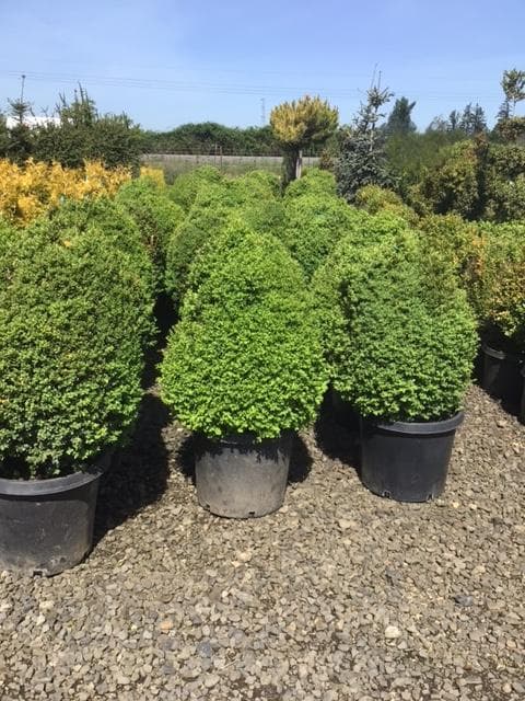 Rows of healthy green mountain boxwood plants in pots at The Nursery Outlet.
