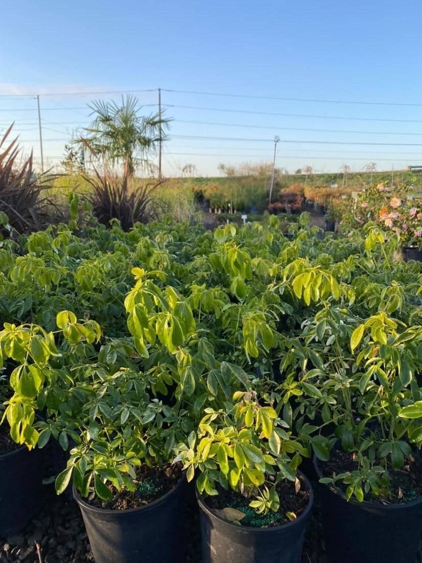 Lush Mexican orange blossom shrub with glossy green leaves and fragrant white flowers. - Photo 1