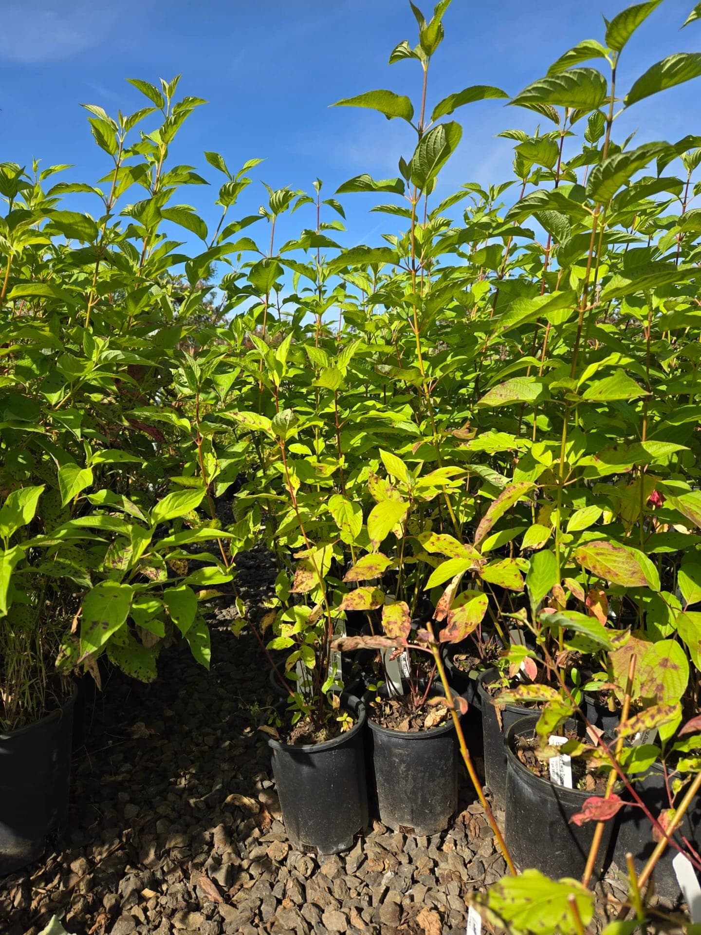 Potted red twig dogwood shrubs showcasing vibrant red stems, ideal for winter interest.