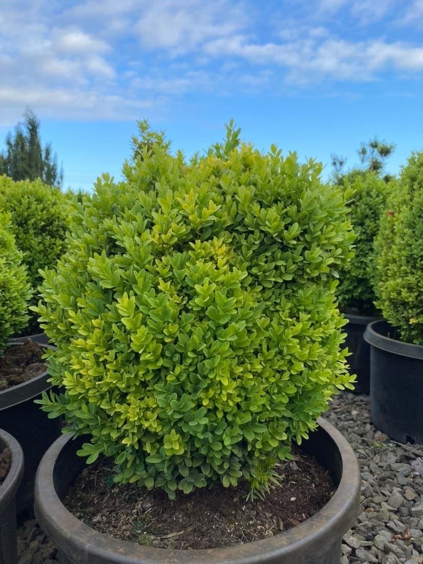 Potted Dwarf English Boxwood with dense, dark green leaves and a compact shape. - Photo 1