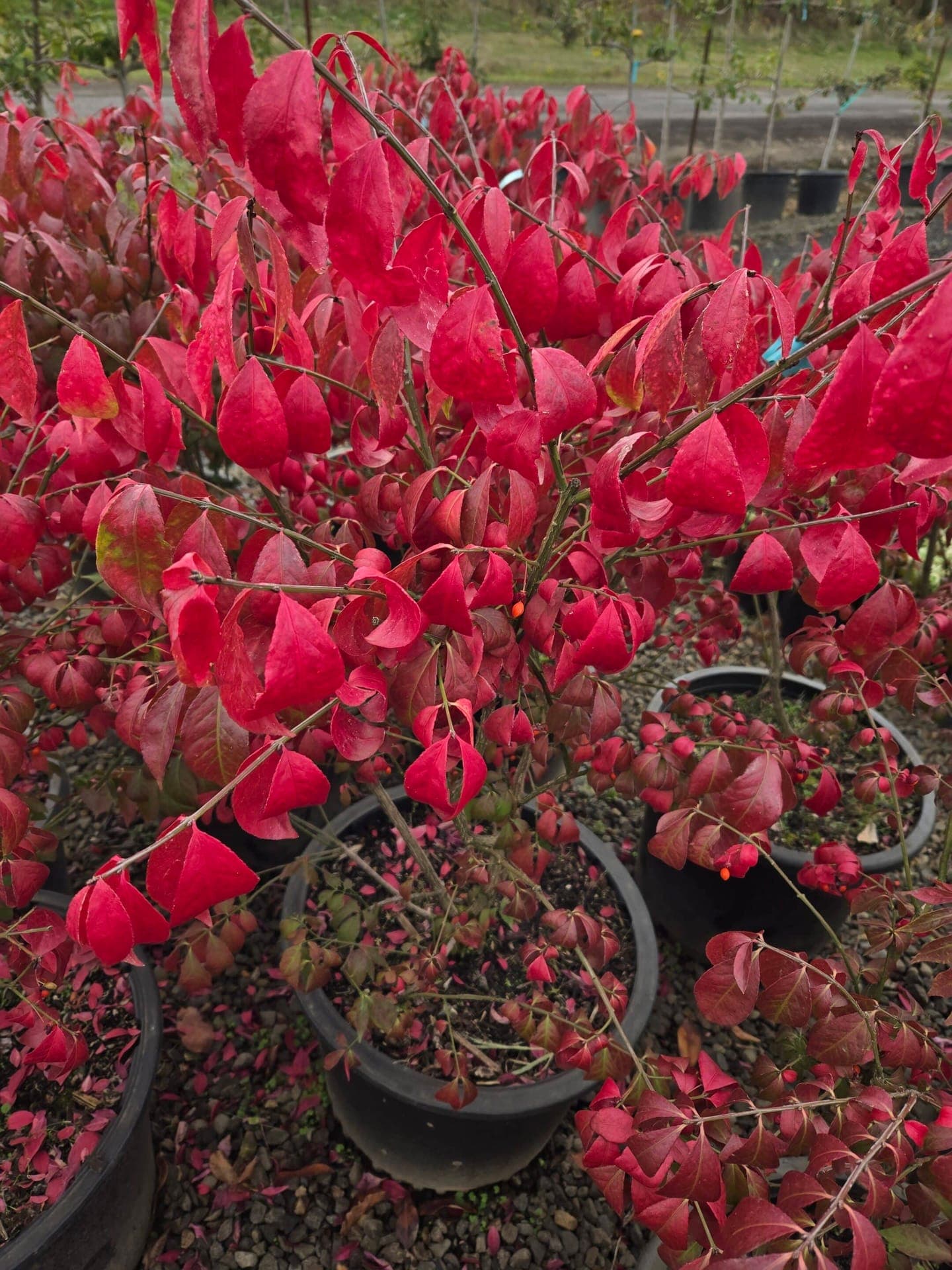 Lush burning bush shrub with dense green foliage, perfect for a garden hedge.