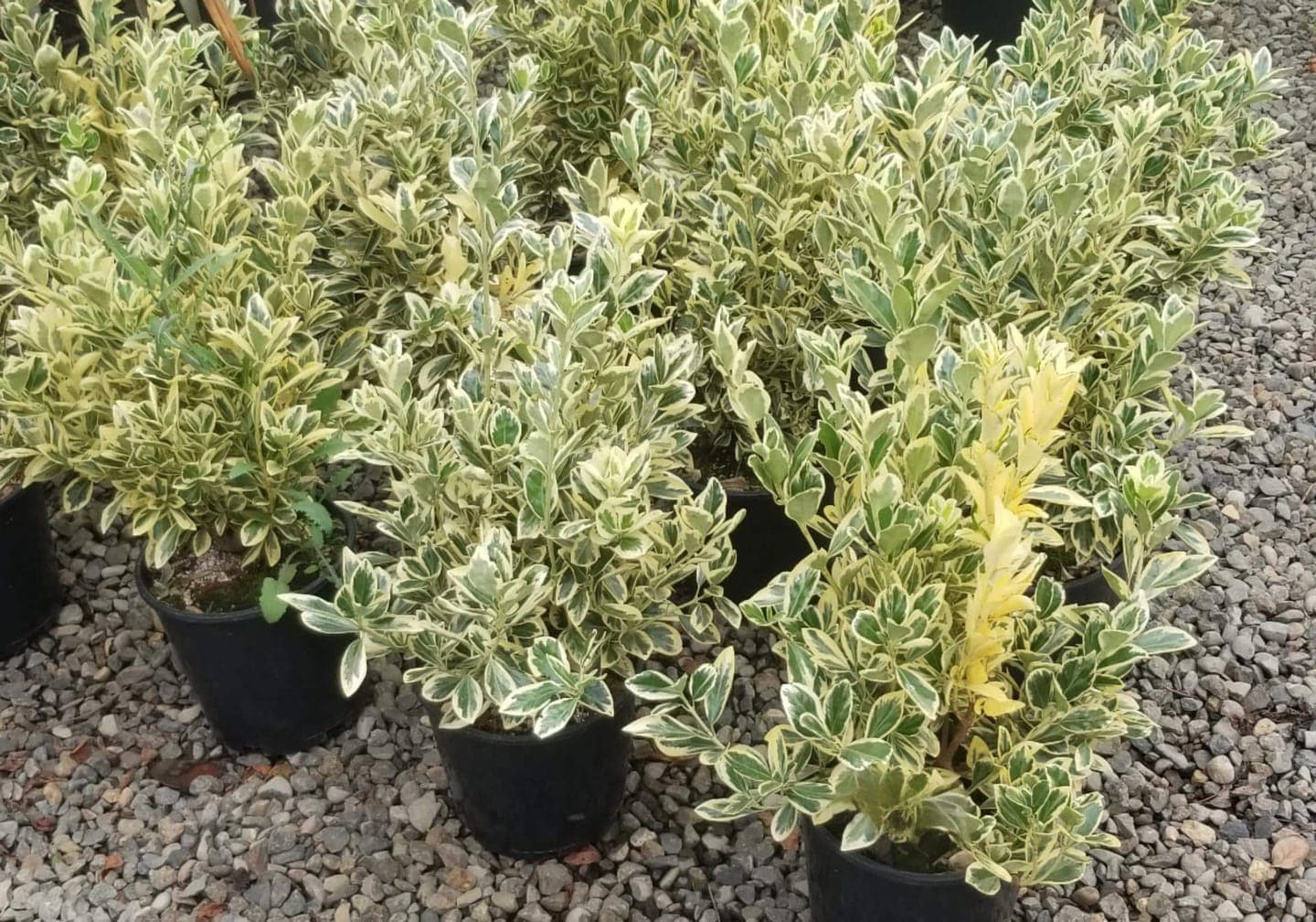 Many potted silver queen euonymus shrubs with striking green and white leaves. - Photo 1