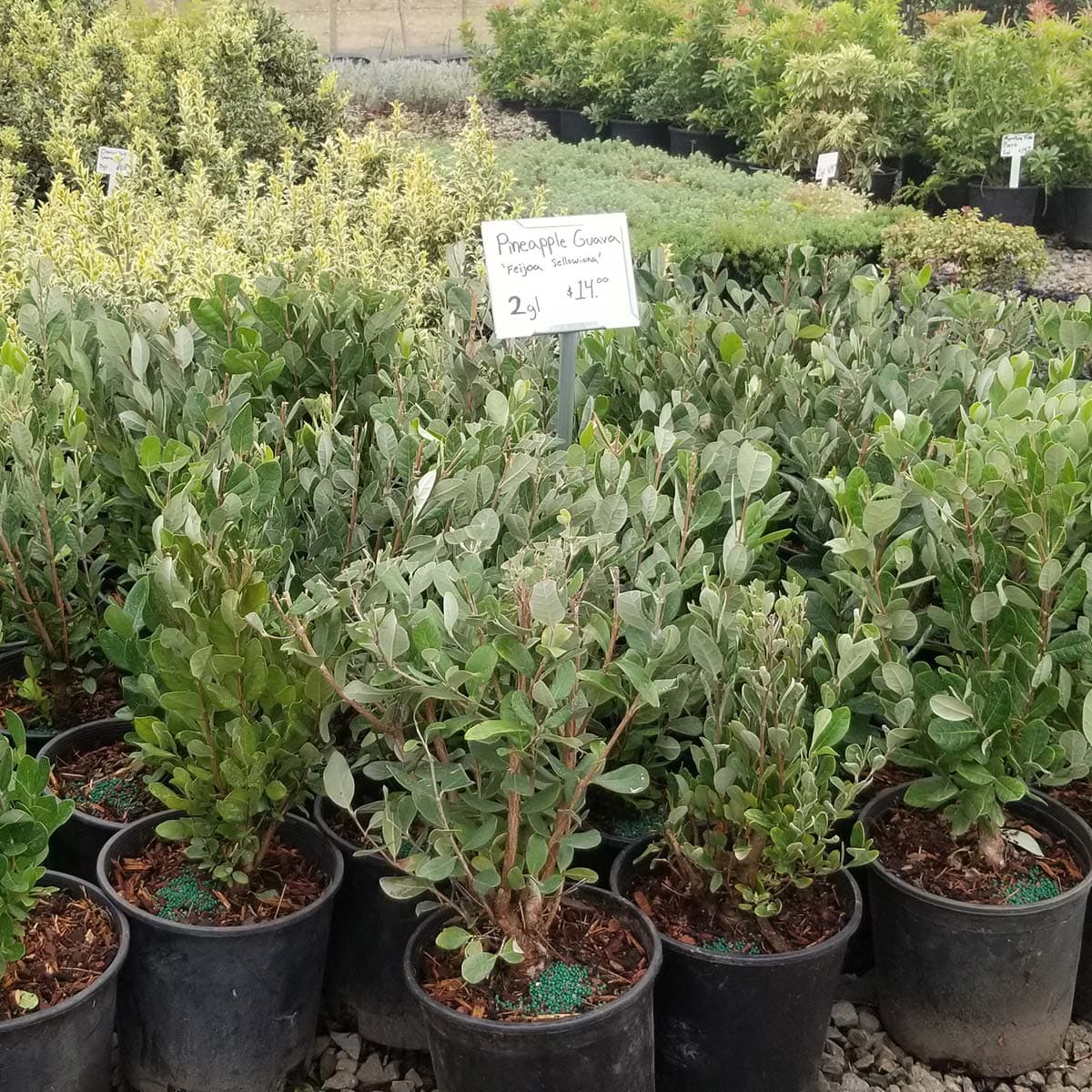 Rows of young Pineapple Guava plants in black pots, ready for planting to enjoy fresh fruit. - Photo 1