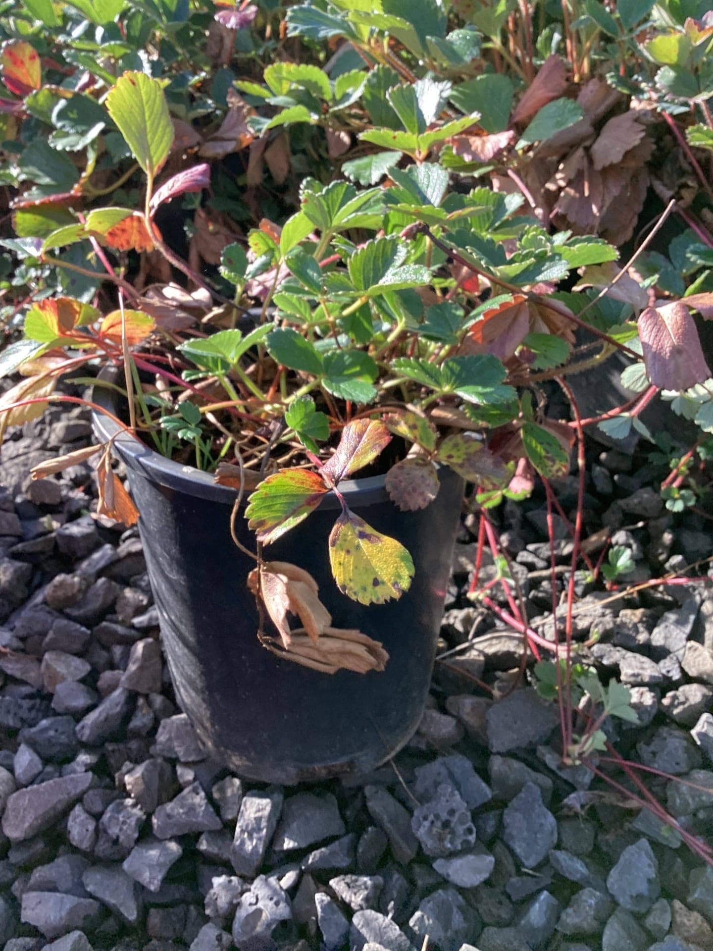 Fragaria chiloensis/Sand Strawberry