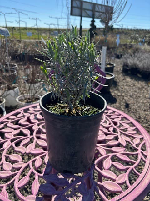 Potted Grosso French Lavender with tall purple flower spikes and silvery-green leaves. - Photo 1