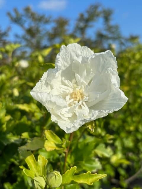 Hibiscus syriacus 'Ganrini Van Aart'/White Pillar Rose of Sharon Hibiscus - Photo 1