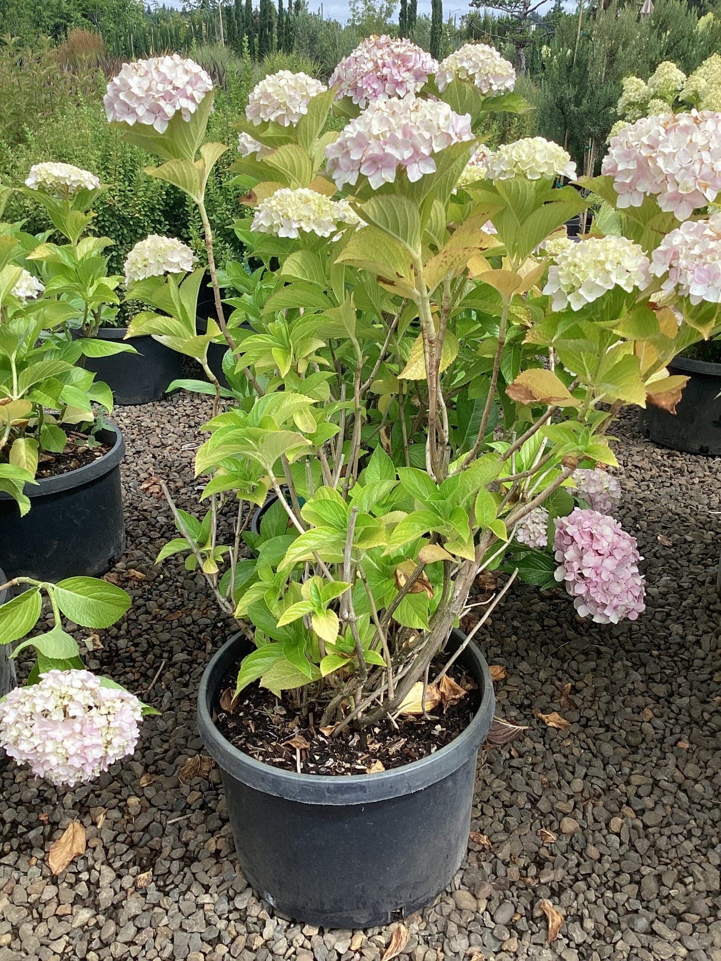 Hydrangea macrophylla 'Big Daddy'/Hydrangea Big Daddy - Photo 1