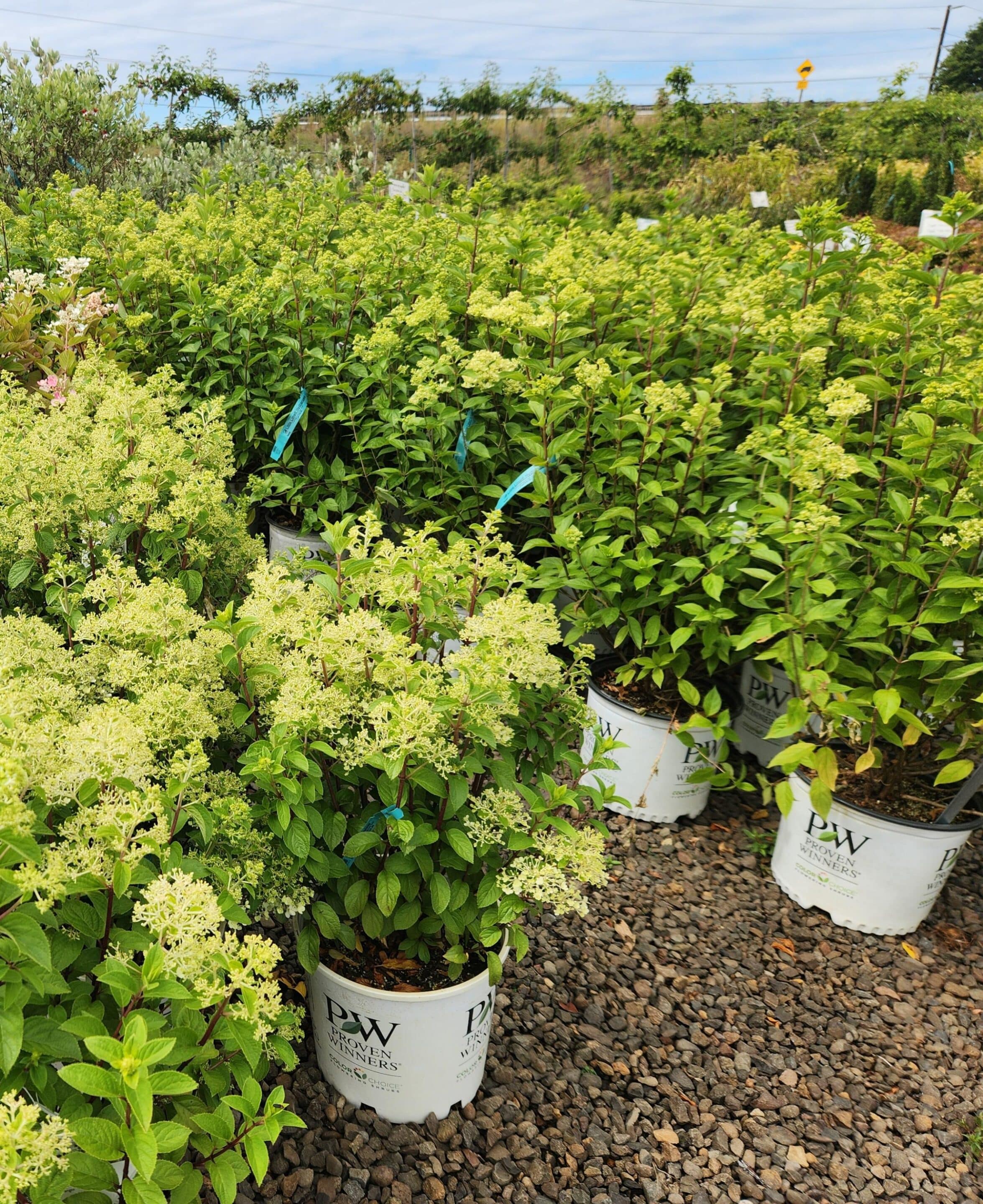 Group of Little Lime Hydrangeas with lime-green blooms, ideal for smaller spaces. - Photo 1