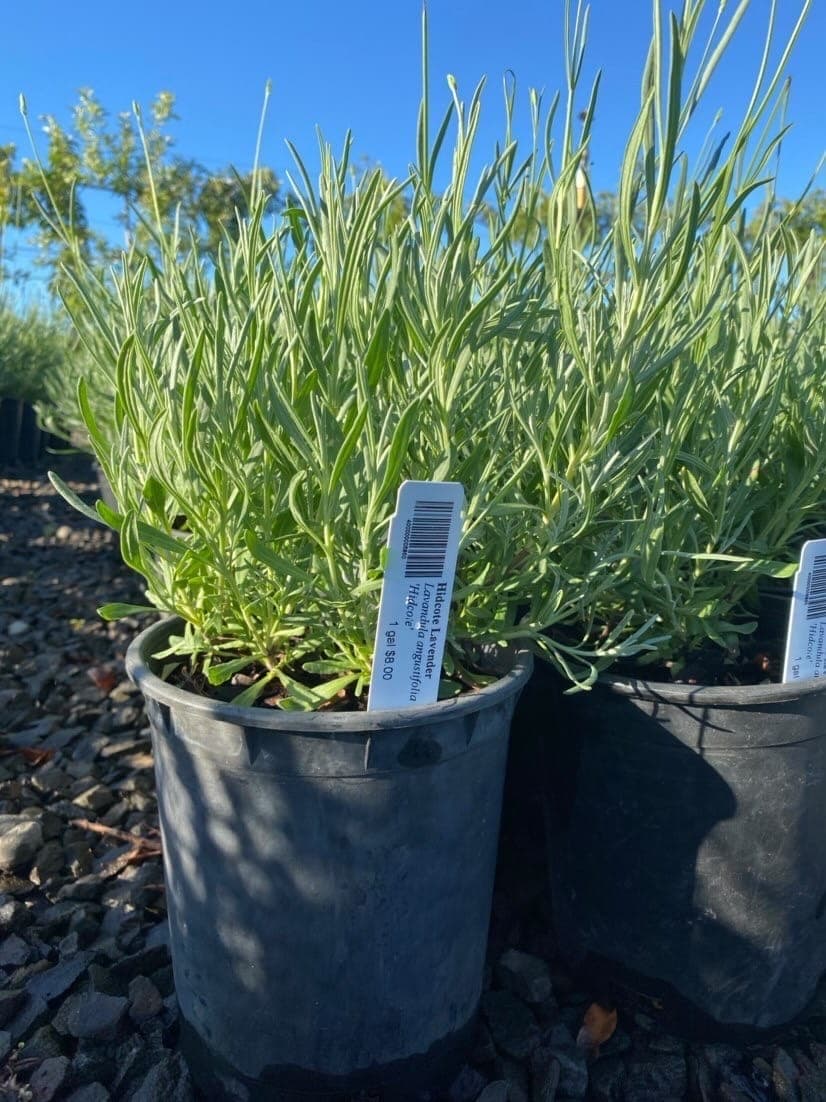 Potted Hidcote Lavender with deep purple flowers and silvery-green foliage.