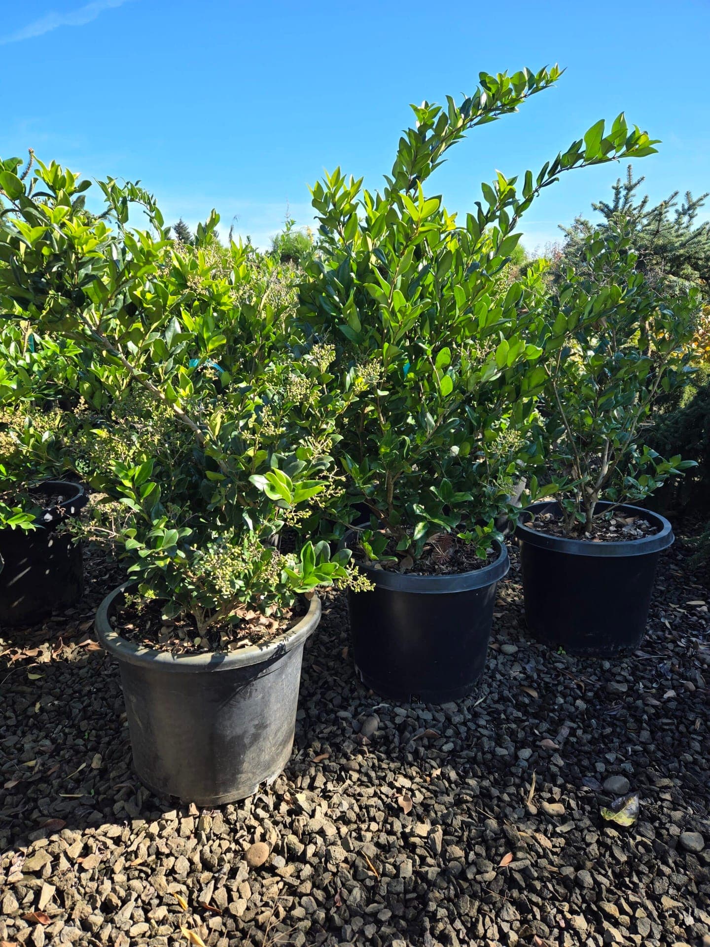 Close-up of bright green waxleaf privet foliage, showing new growth. - Photo 1