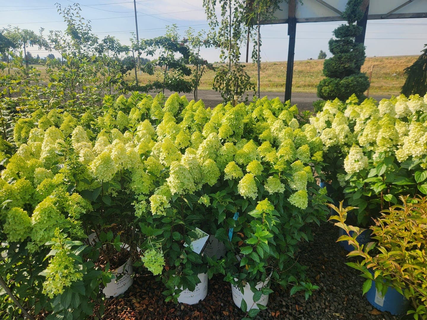 Group of Limelight Hydrangeas with large, lime-green blooms turning pink in fall.