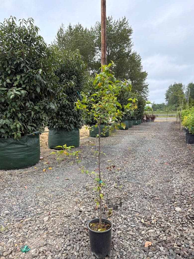 Malus fusca/Western Crabapple - Photo 1