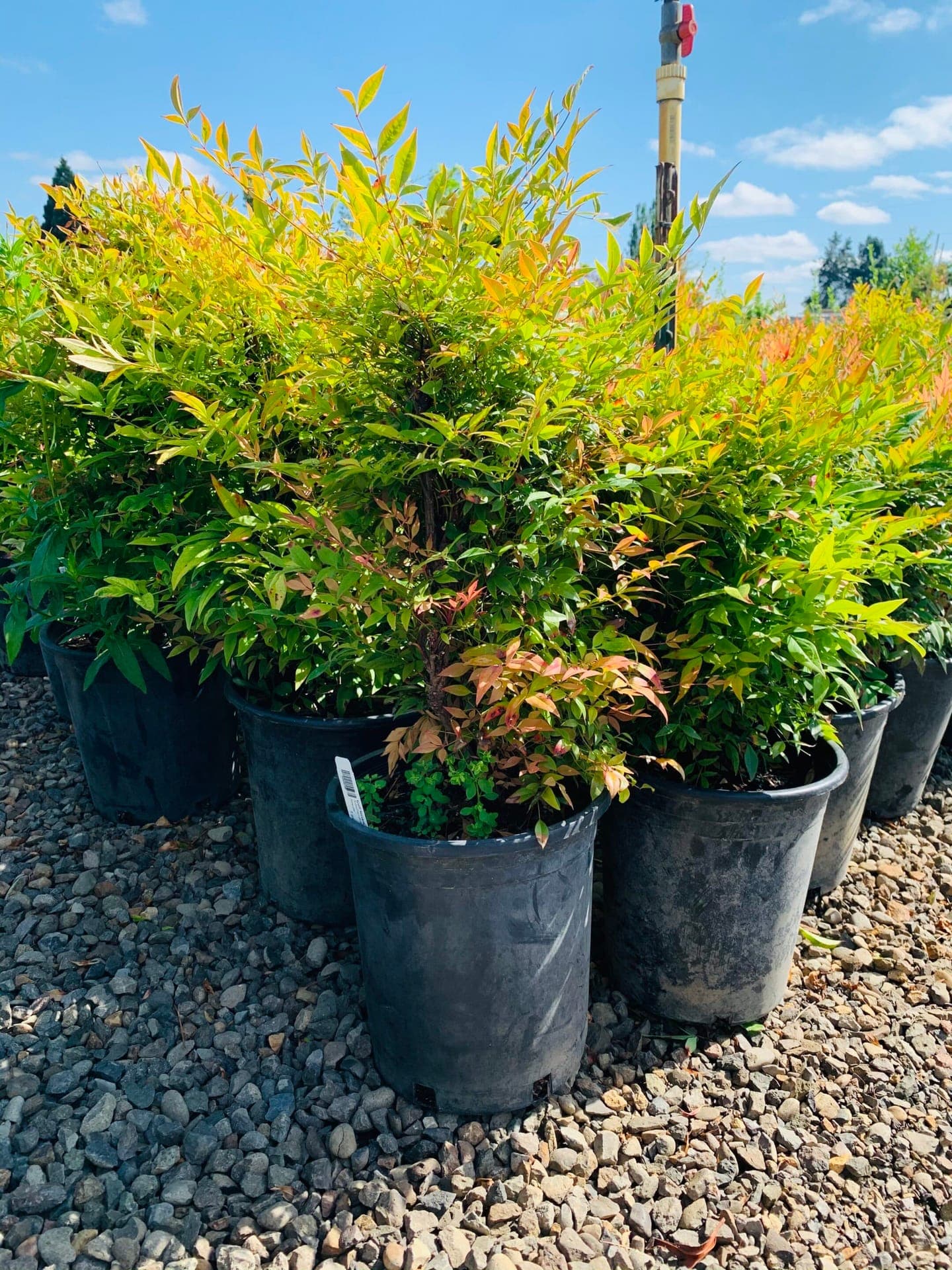 Group of Gulfstream Nandina shrubs with dense, multi-seasonal foliage. - Photo 1