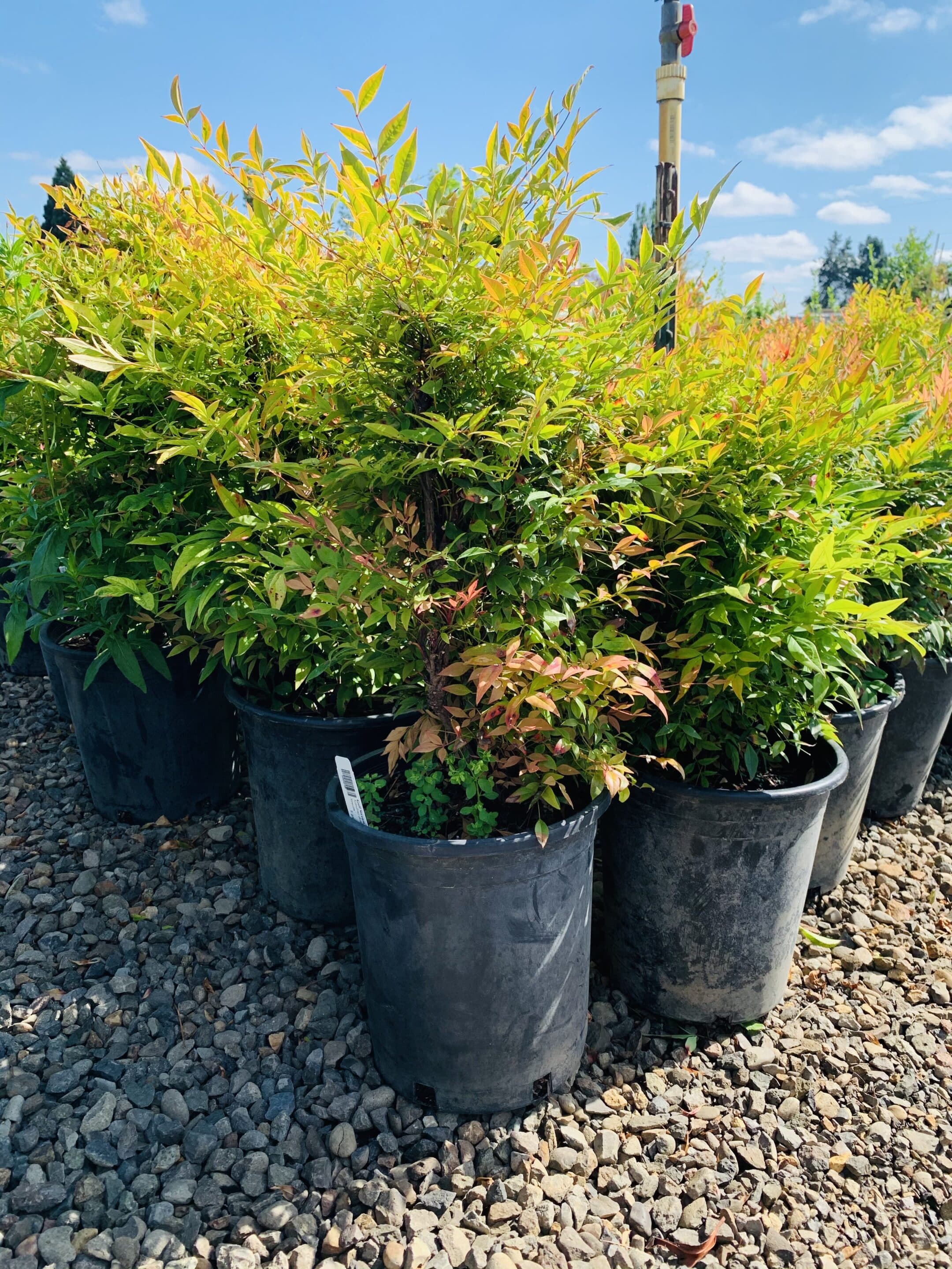 Group of Gulfstream Nandina shrubs with dense, multi-seasonal foliage. - Photo 1