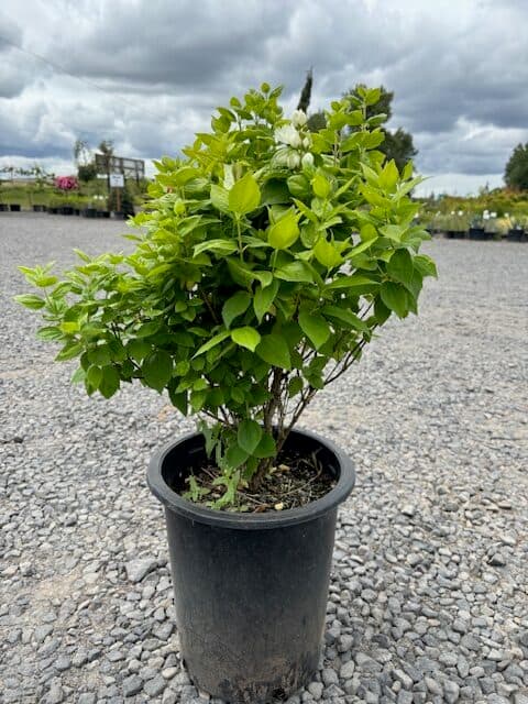 Close-up of fragrant Mock Orange blossoms and buds with lush green leaves, perfect for a sensory garden. - Photo 1