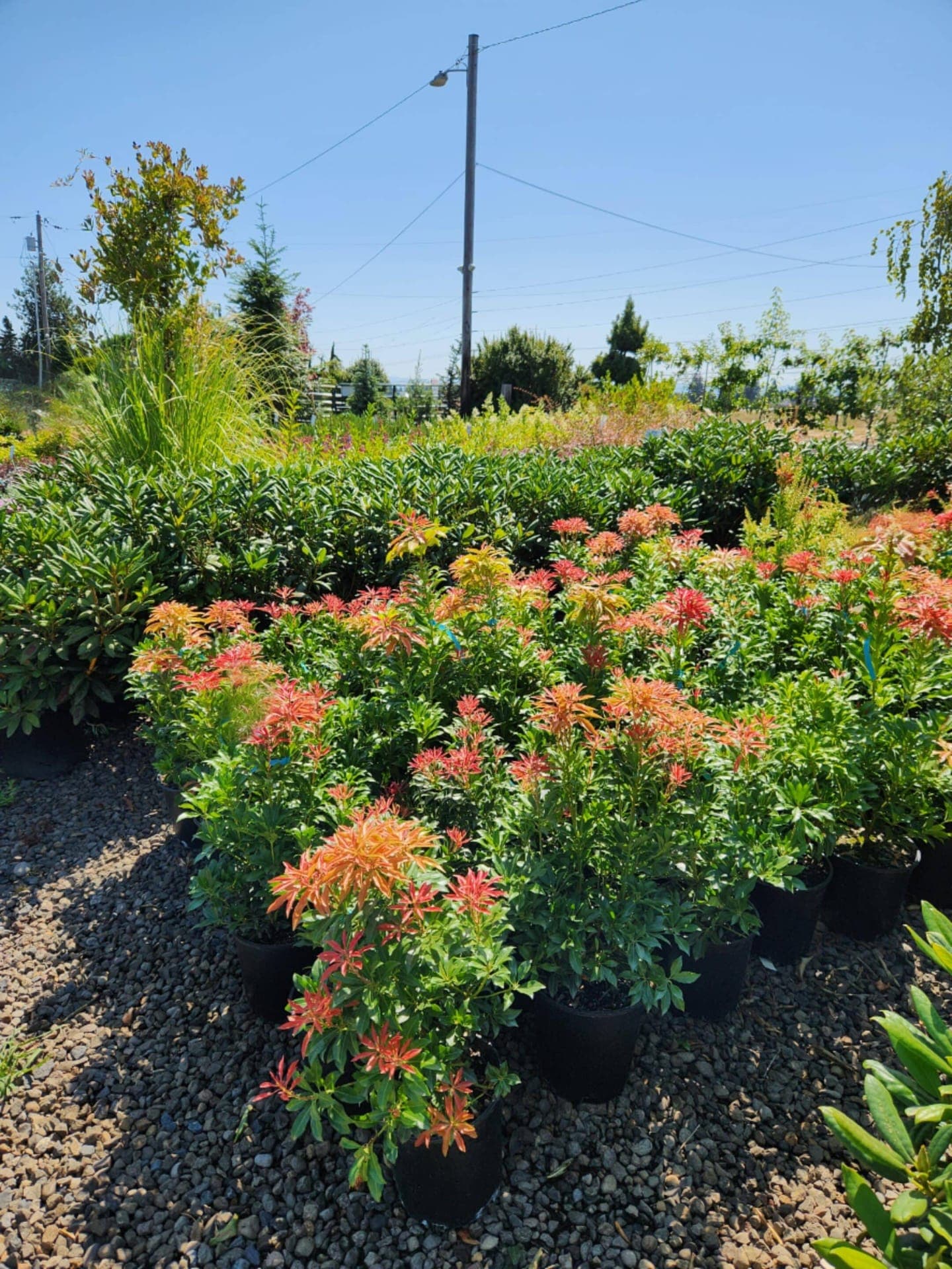 Group of Mountain Fire Pieris shrubs with vibrant red foliage and white flowers. - Photo 1
