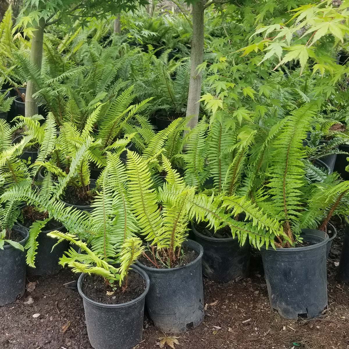Lush green Western Sword Ferns thriving in containers, ready to enhance any woodland garden. - Photo 1