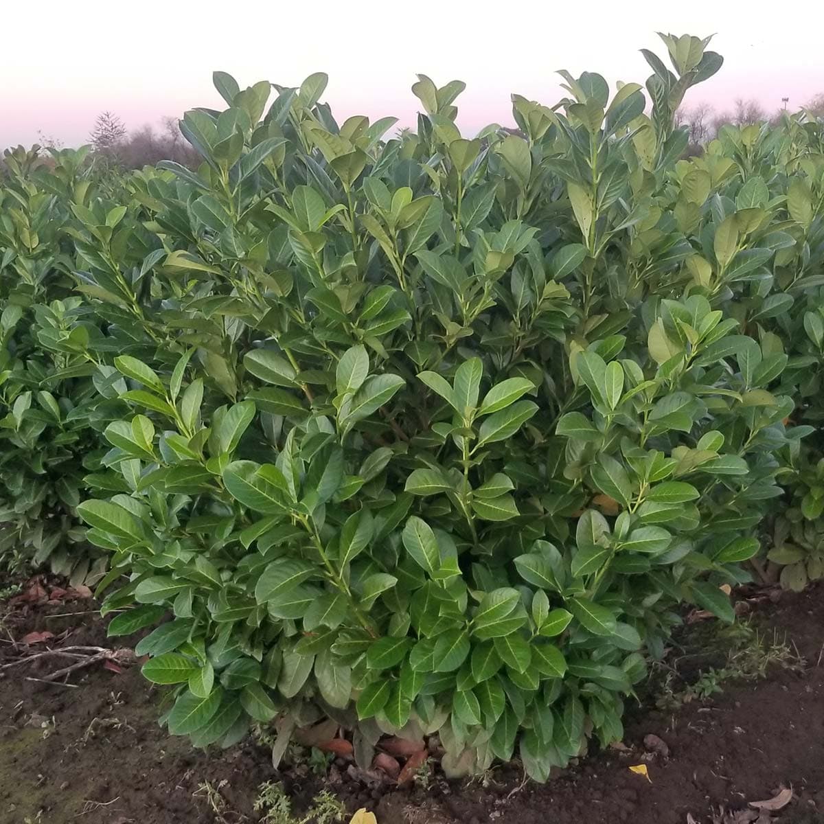 A healthy English Laurel shrub with glossy dark green leaves, excellent for privacy hedges.