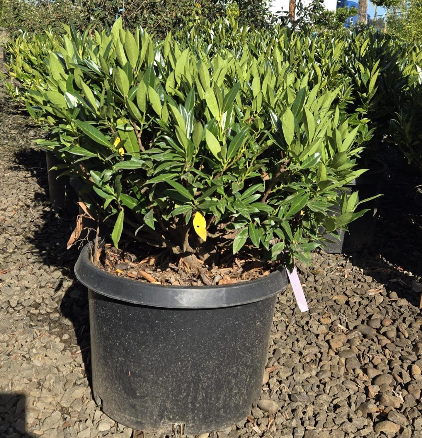 Potted Otto Luyken Laurel with dense, dark green foliage and white flowers.
