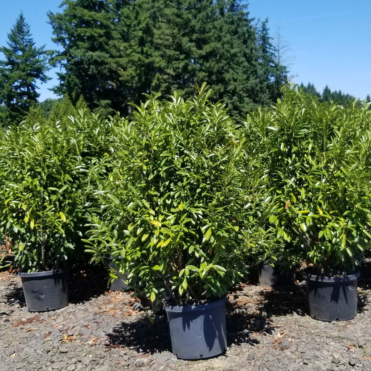 Lush English Laurel shrub with dark green foliage, ideal for hedges and privacy at The Nursery Outlet.