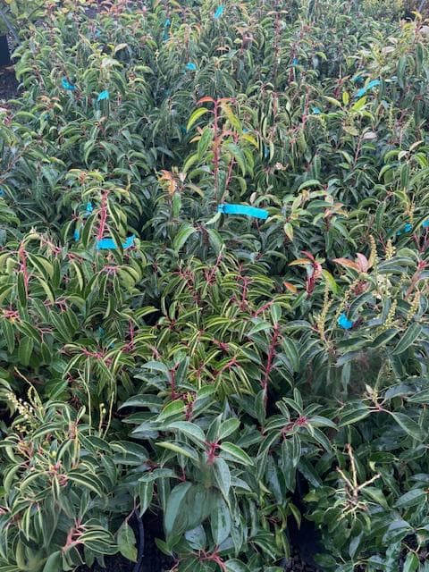 Portuguese laurel shrub with glossy green leaves and developing dark red berries at The Nursery Outlet.