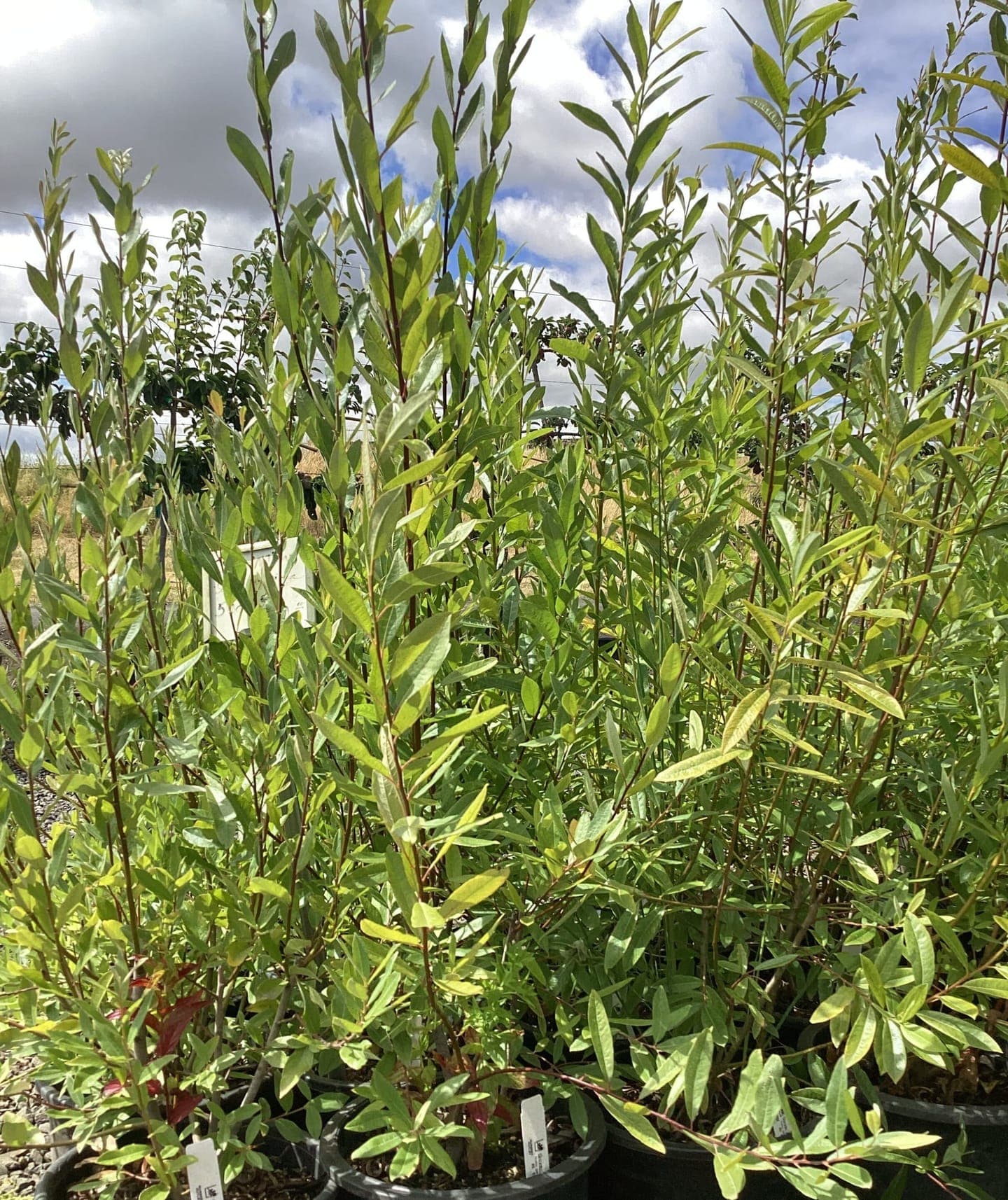 Salix geyeriana/Geyer Willow - Photo 1