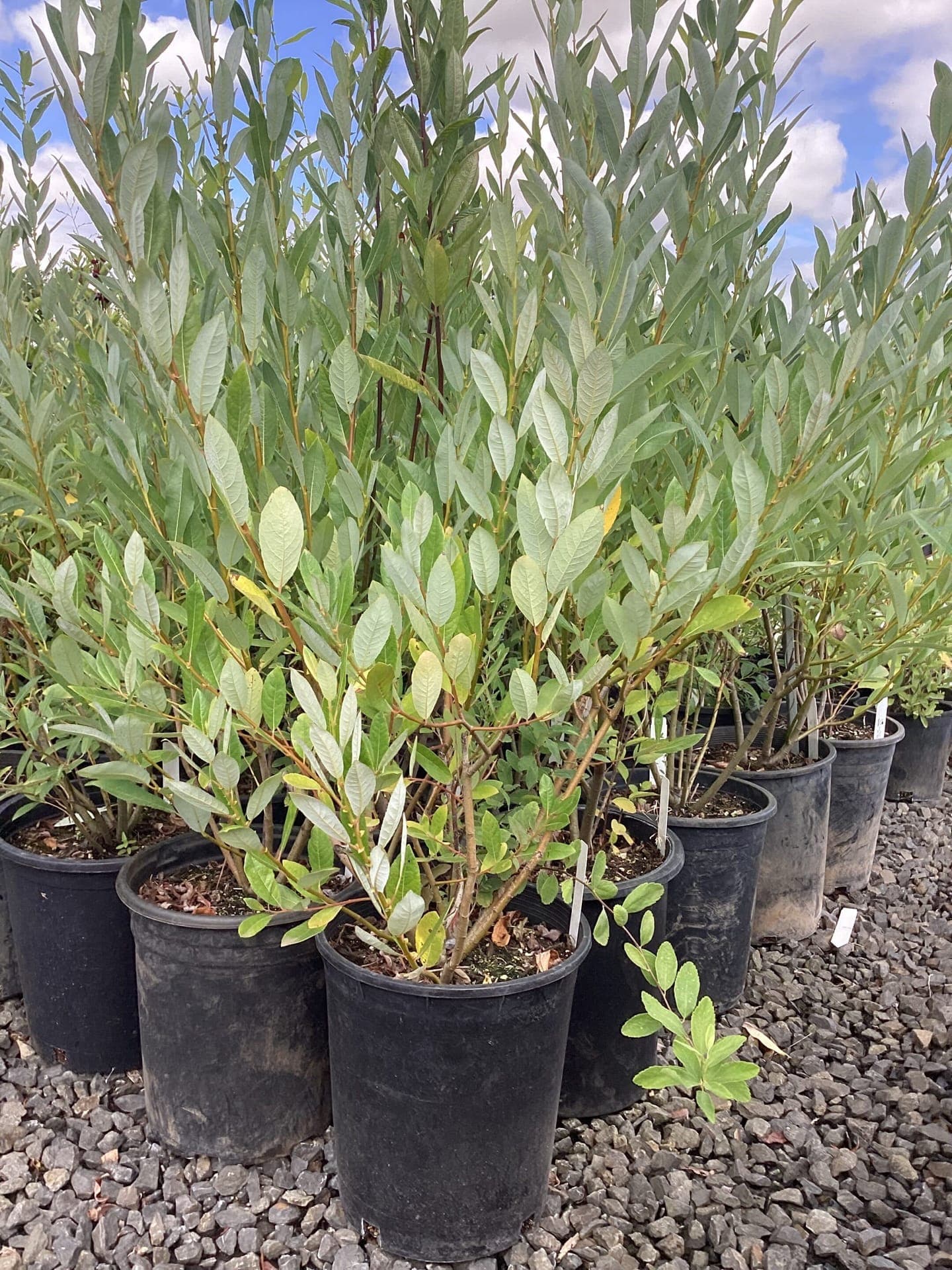 Salix hookeriana/Piper Hookers' Willow - Photo 1