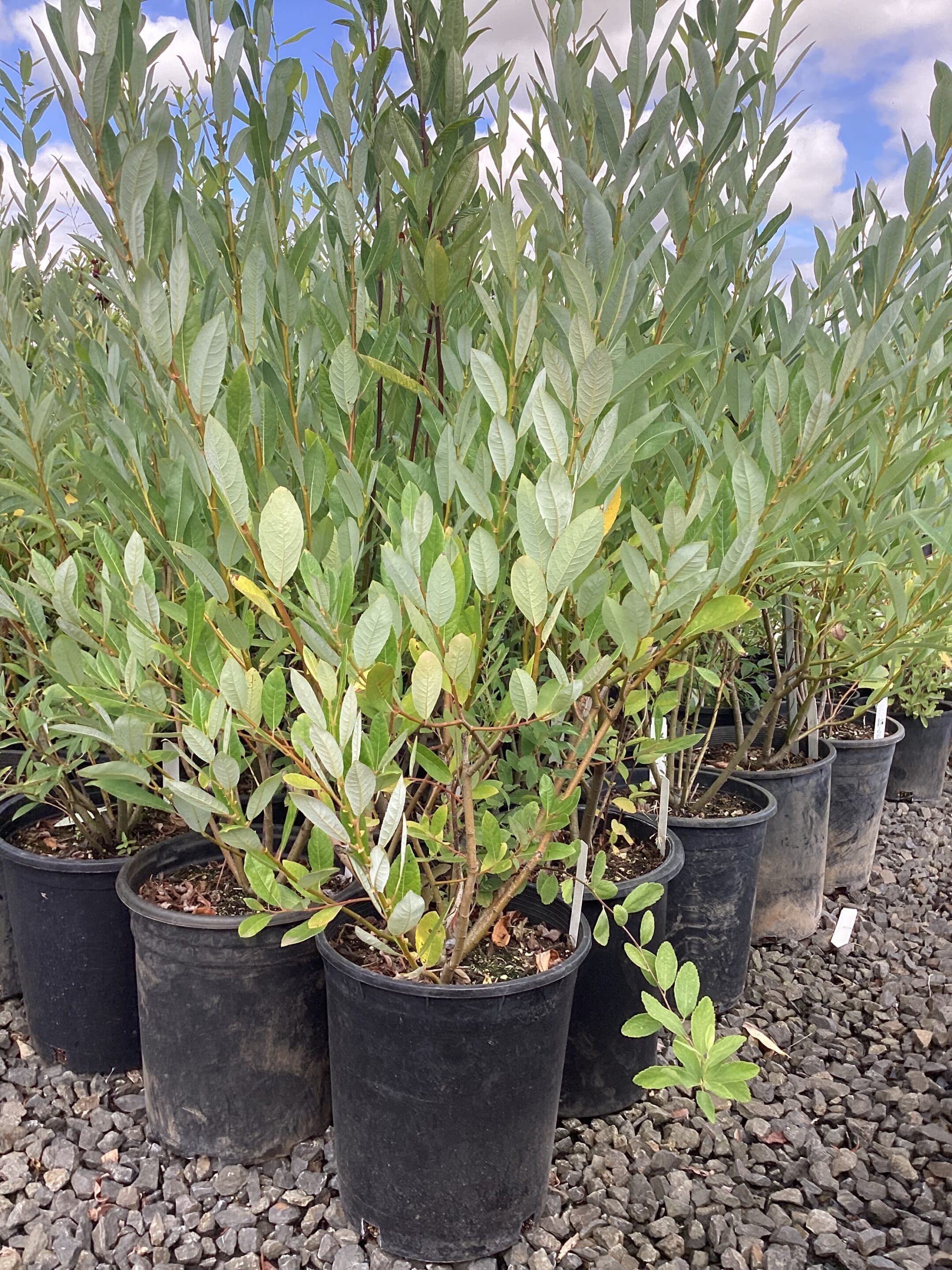 Salix hookeriana/Piper Hookers' Willow - Photo 1