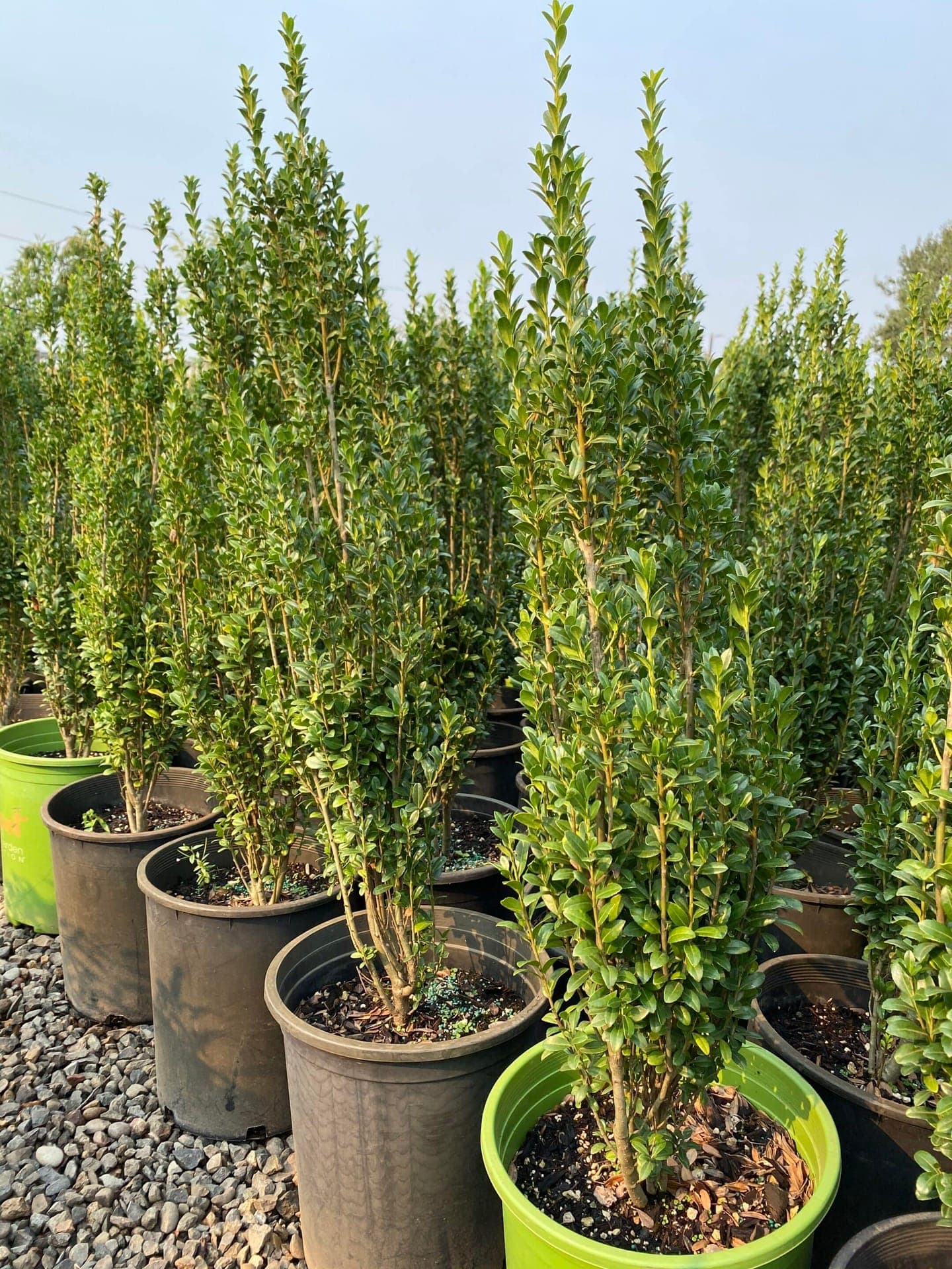 Group of Sky Pencil Japanese Hollies with columnar shape and dense foliage. - Photo 1