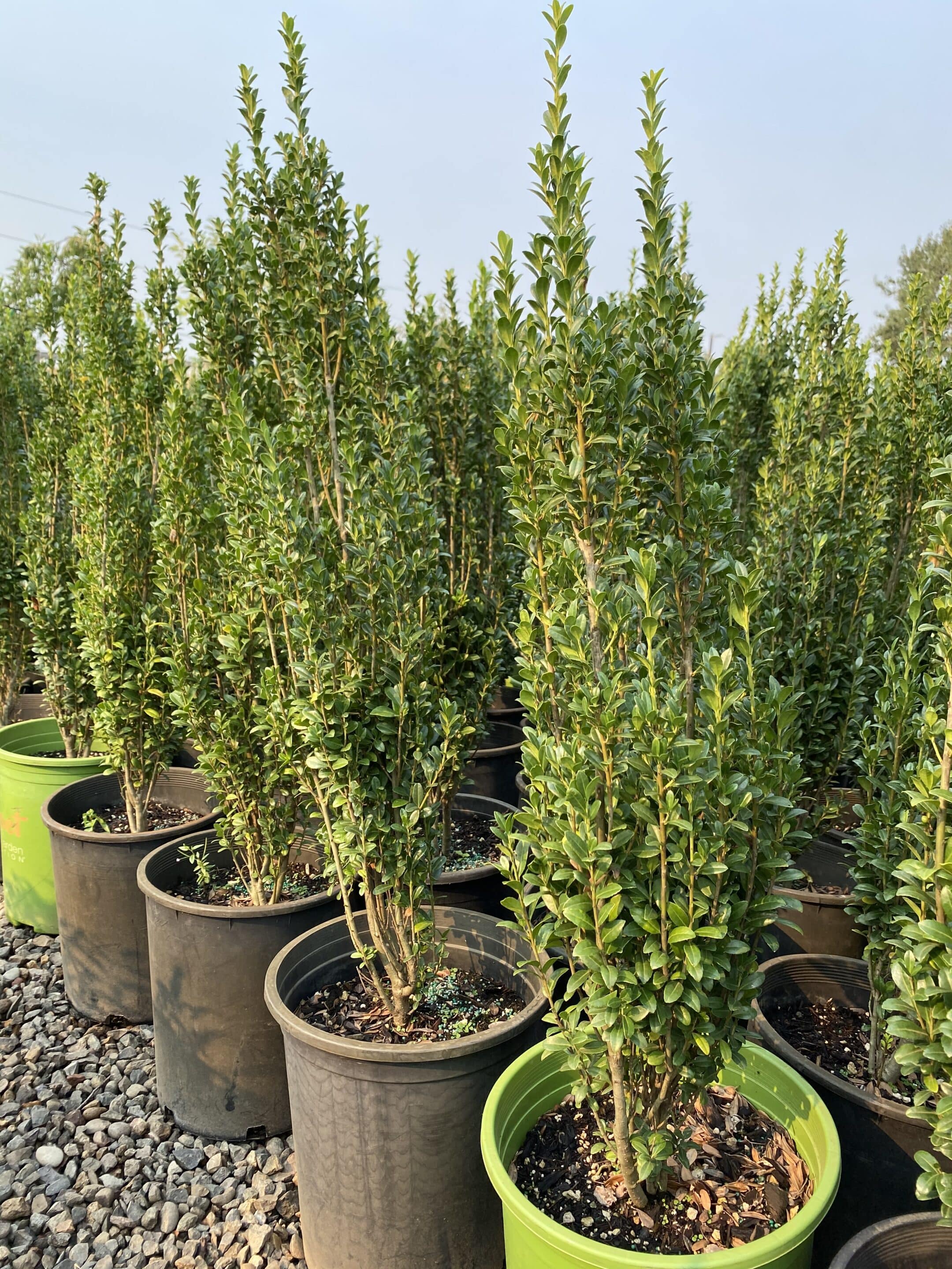 Group of Sky Pencil Japanese Hollies with columnar shape and dense foliage. - Photo 1