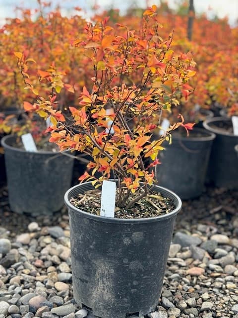 Potted Gold Flame Spirea with golden-yellow leaves and pink flowers.