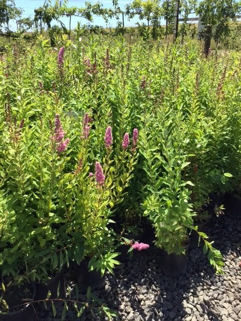 Douglas spirea shrub with vibrant pink flowers and green foliage at The Nursery Outlet.