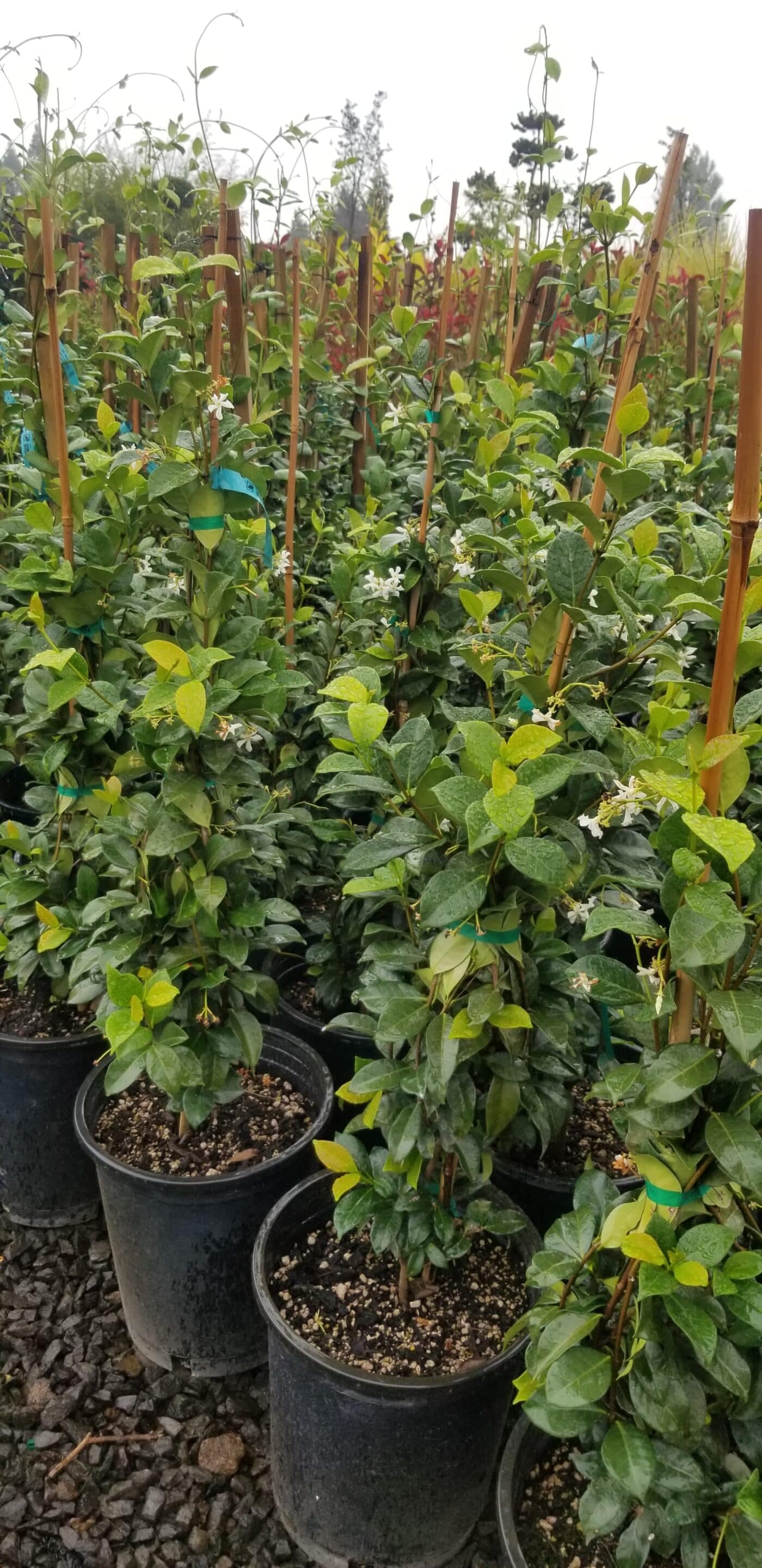Potted star jasmine plants with vibrant green leaves and white blossoms at The Nursery Outlet. - Photo 1