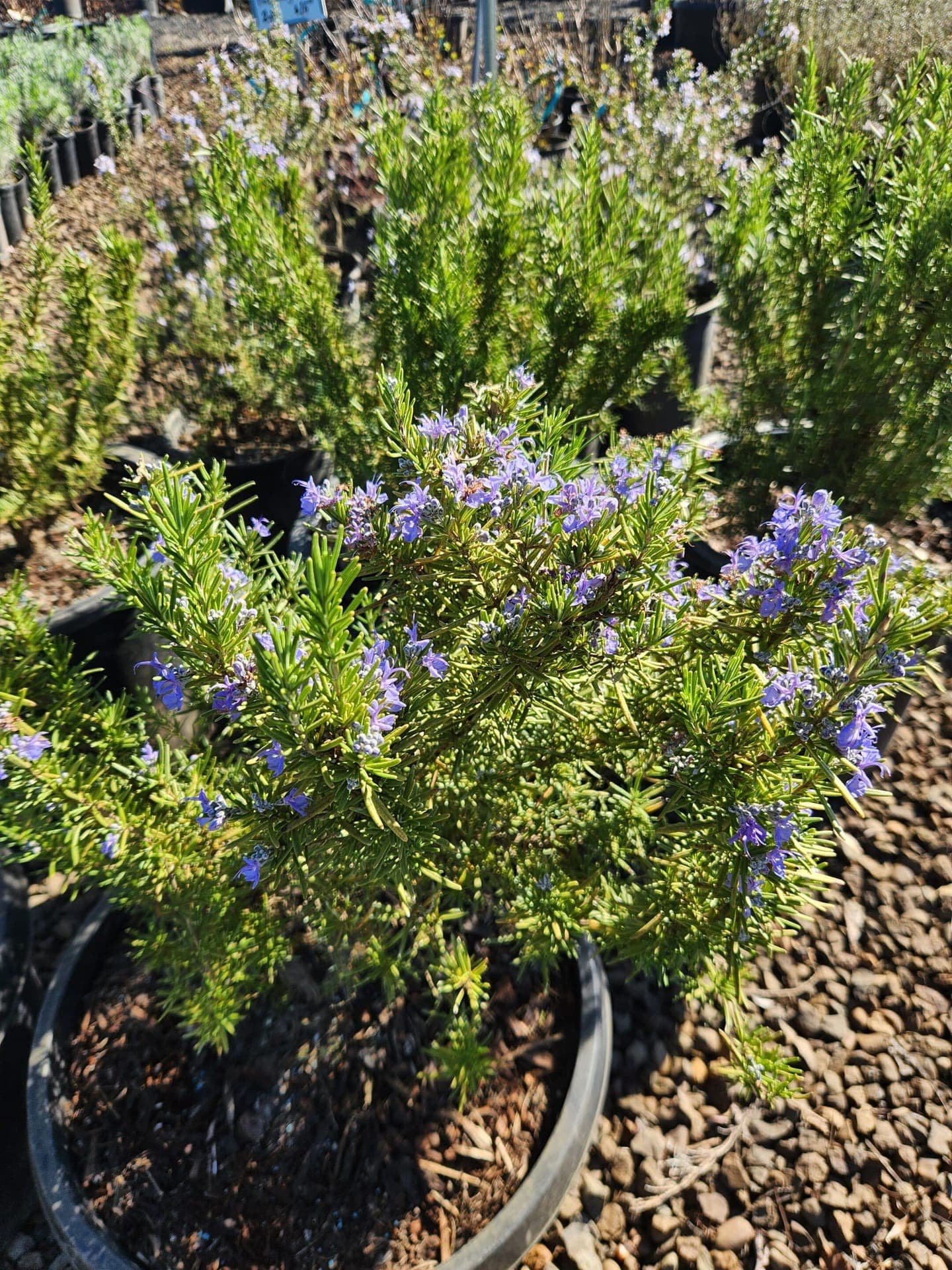 Potted Tuscan Blue Rosemary with upright growth and deep blue flowers. - Photo 1