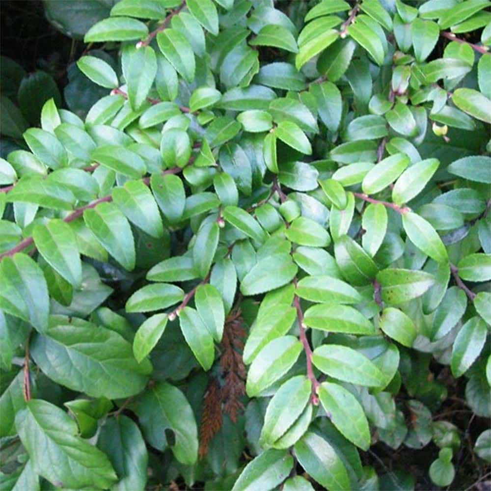 Close-up of vibrant evergreen huckleberry leaves and stems, ideal for a thriving garden from The Nursery Outlet. - Photo 1