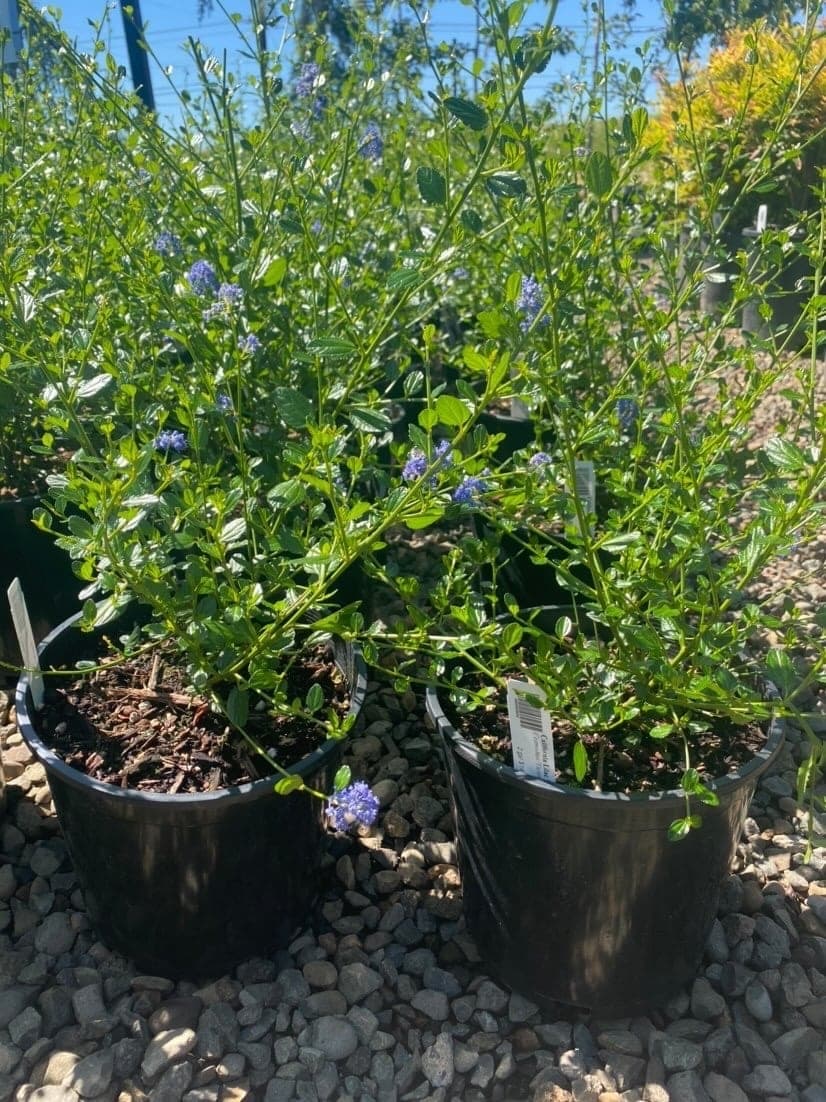 Potted California Lilac with vibrant blue flowers and green leaves.