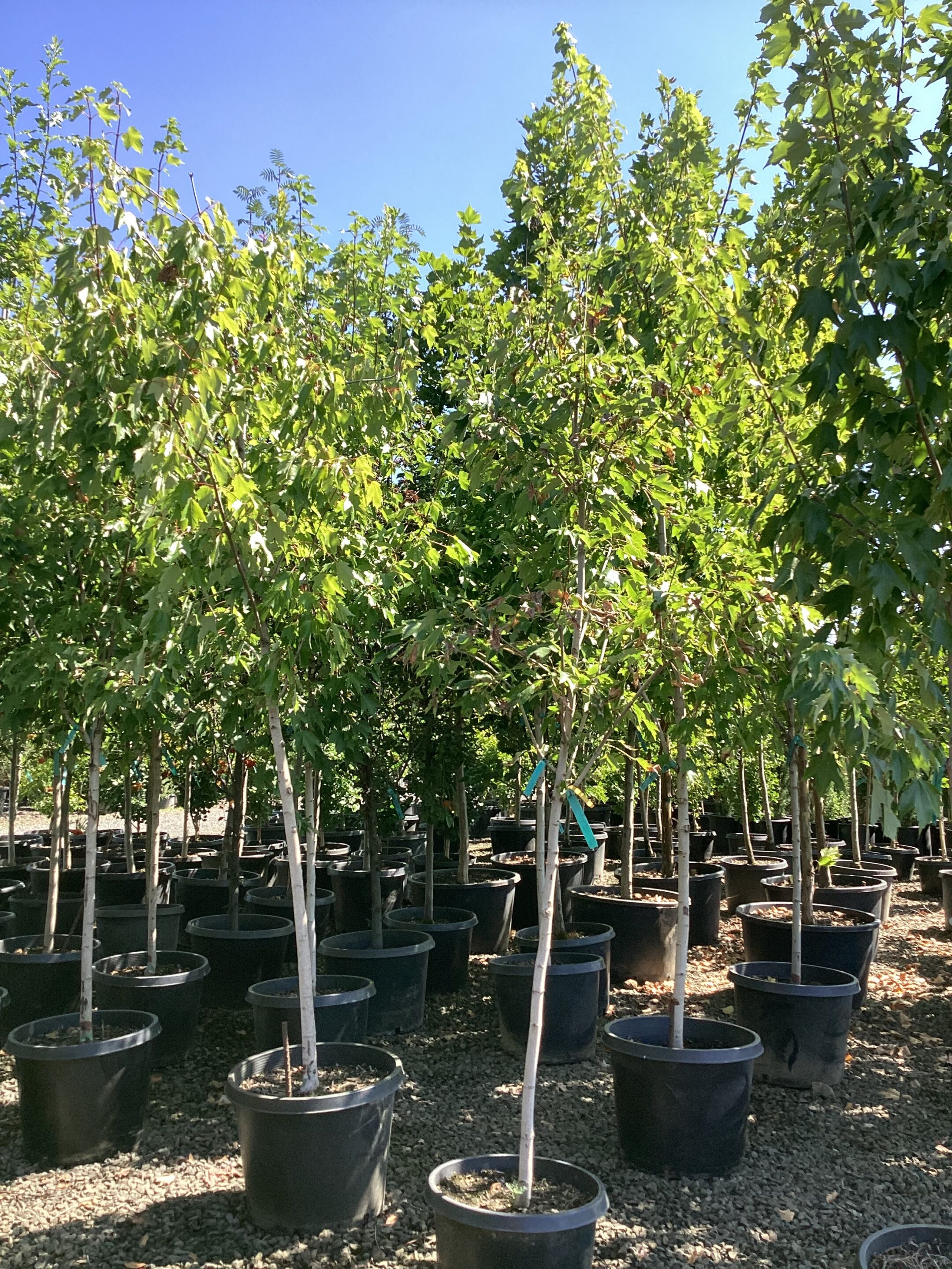 Acer rubrum 'Red Sunset'/Red Sunset Maple - Image 2