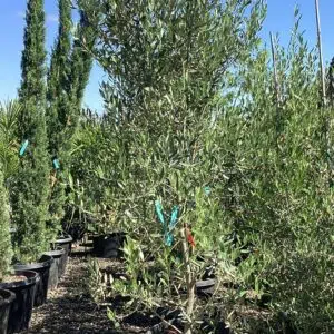Olea europaea 'Manzanillo'/Manzanillo Olive Tree