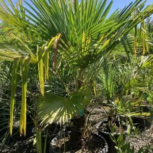 Trachycarpus fortunei / Windmill Palm Tree
