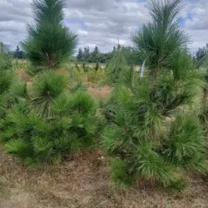 Pinus ponderosa - Ponderosa Pine