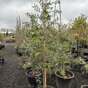Olea europaea 'Arbequina'/Arbequina Olive Tree