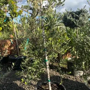 Olea europaea 'Arbosana'/Arbosana Olive Tree